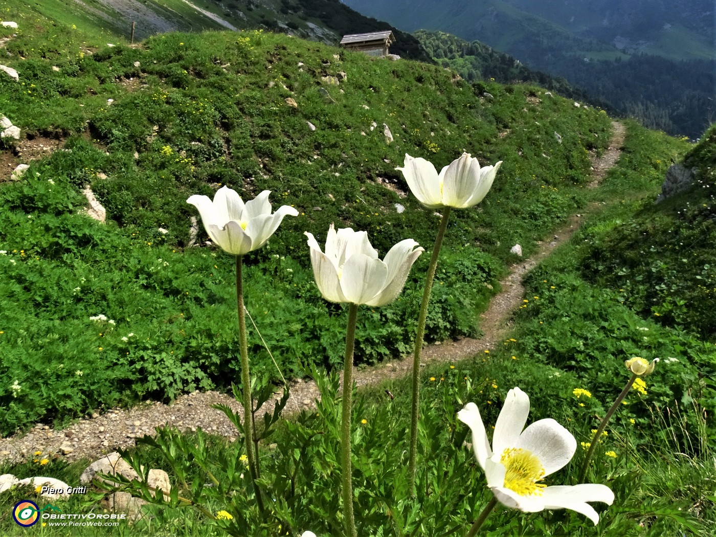 44 Pulsatilla alpina con vista sul sentiero che sale dall'Alpe Corte.JPG